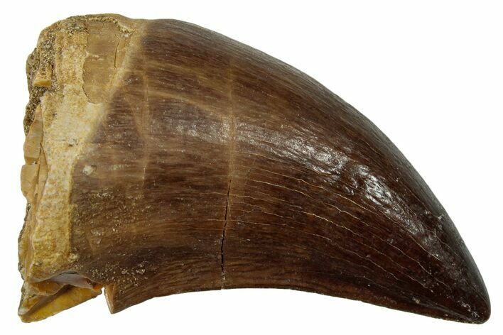 Fossil Mosasaur (Prognathodon) Tooth - Morocco #247906